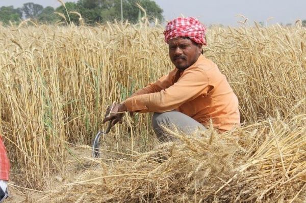 В Индии из-за аномальной жары может погибнуть пшеница