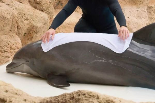Дельфин Ванюша, выбросившийся недавно на берег в Евпатории, умер