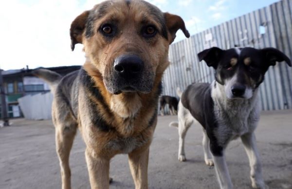 На Ямале хозяев станут штрафовать за самовыгул собак