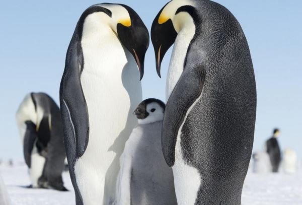 Императорские пингвины могут исчезнуть уже через 30 лет