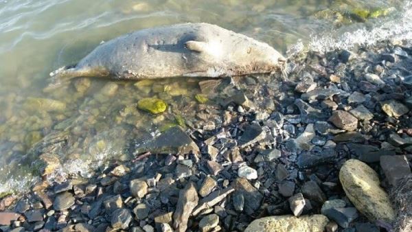 В Казахстане расследуют причины массовой гибели тюленей в Мангистау