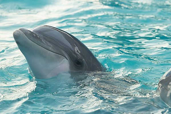 В Сочи массово погибают дельфины